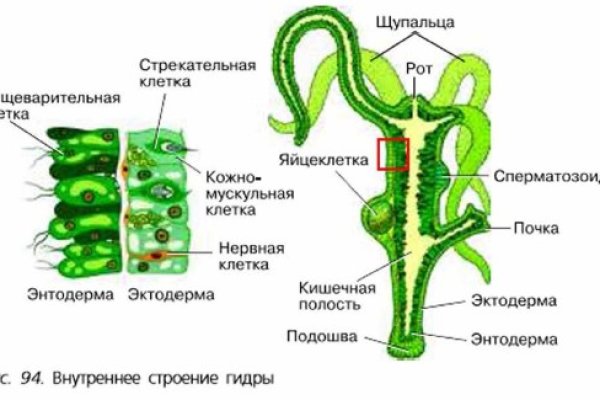 Зеркало кракен дарк